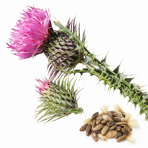 SUPERFOOD: Cardo mariano — proprietà della silimarina e perché è nel nostro Detox