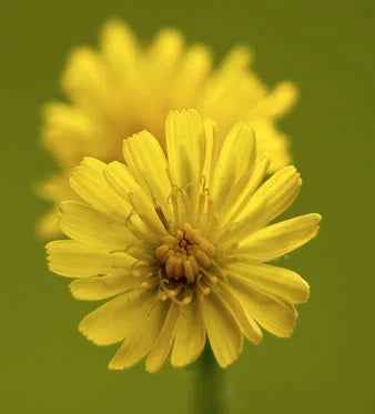 SUPERFOOD: Pilosella — proprietà drenanti, polifenoli e antiossidanti