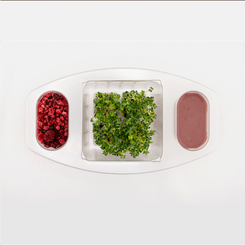 CiboCi Antiox Regeneration