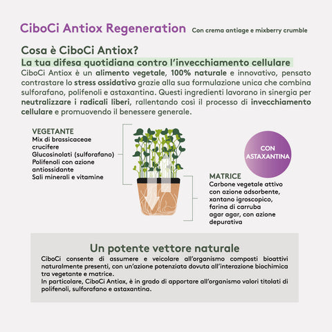 CiboCi Antiox Regeneration